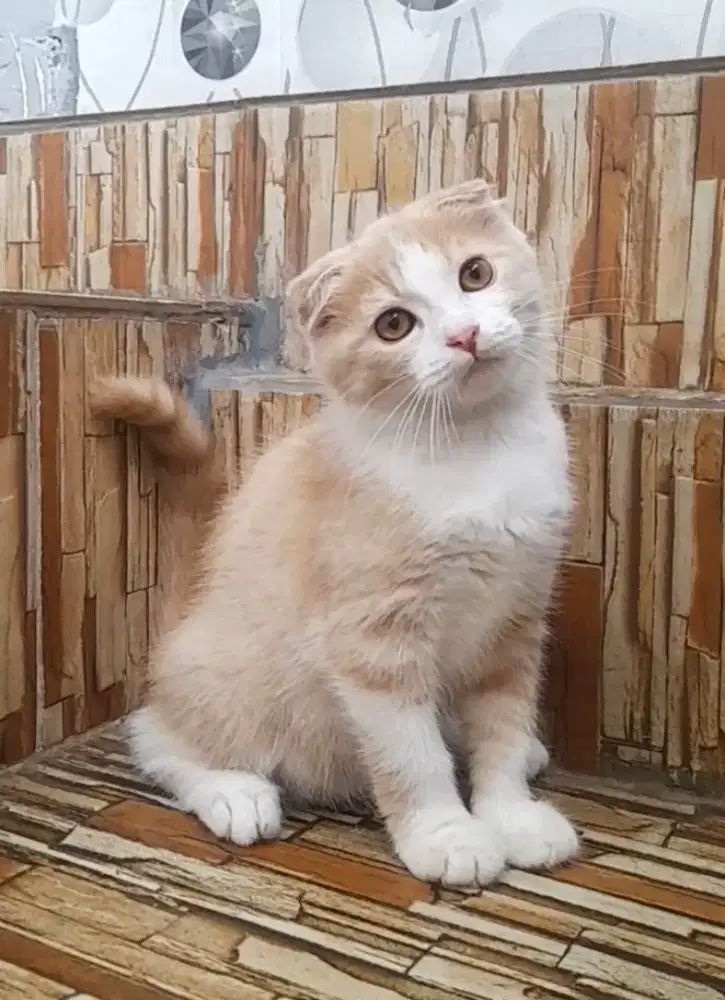Kitten Scottish fold