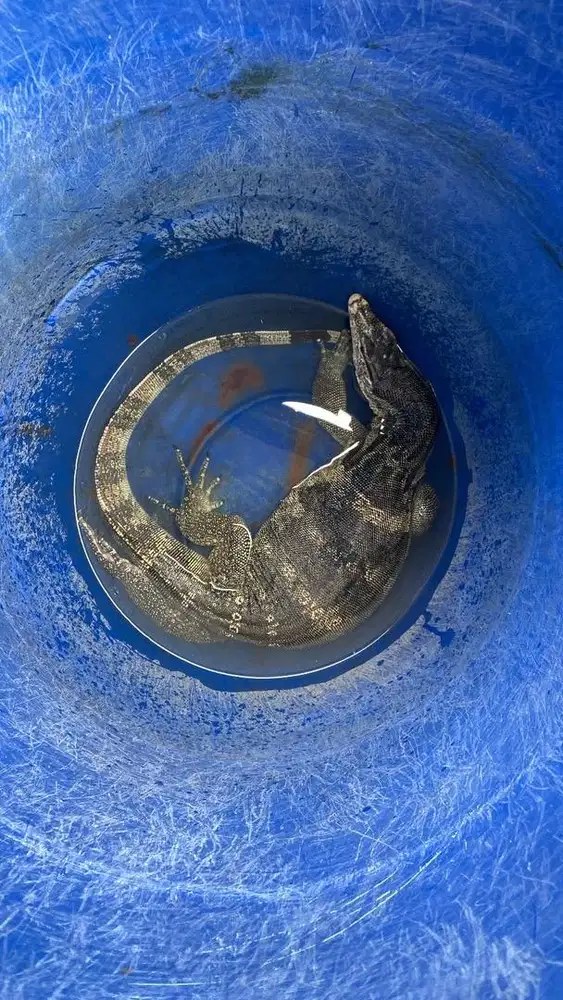 Biawak besar dan sehat