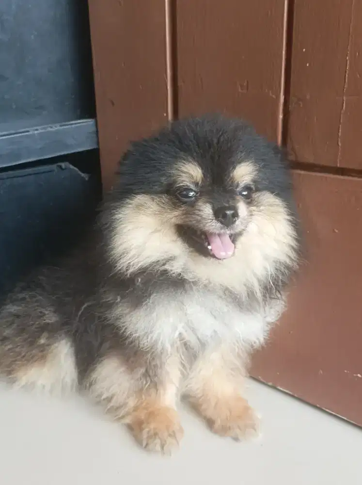Black tan minipom puppies