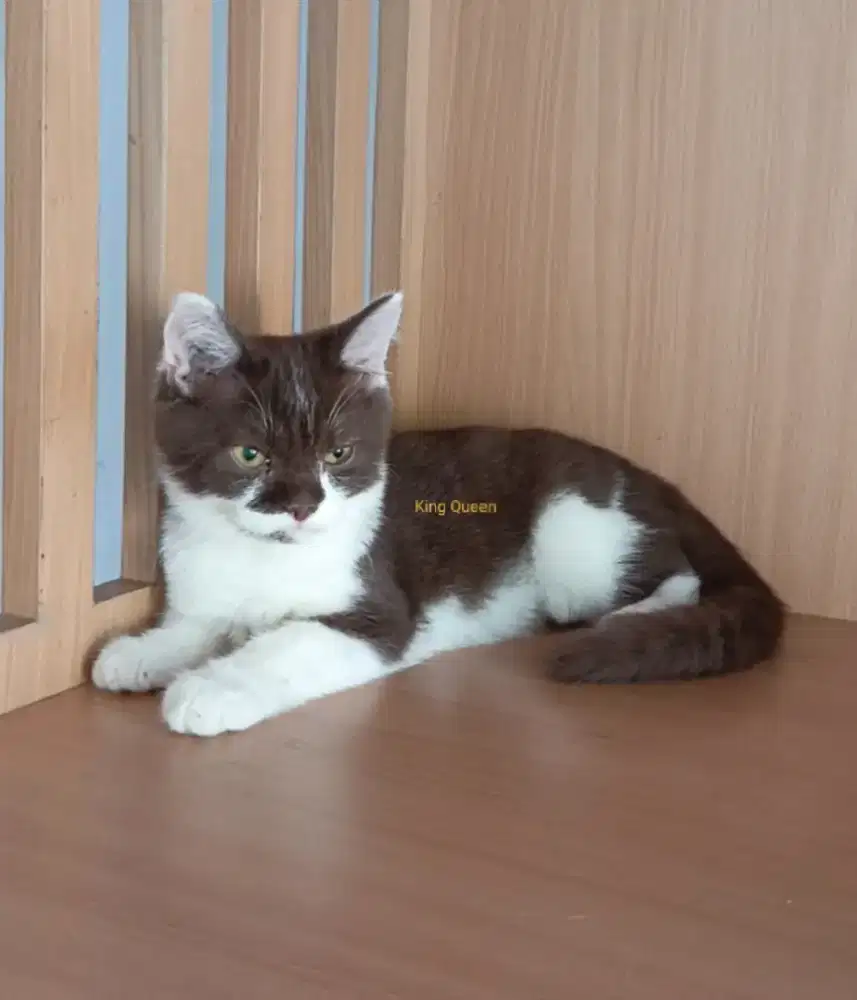 Kucing British Shorthair BSH Bicolor Cinnamon Choco Jantan 4 bulan NP