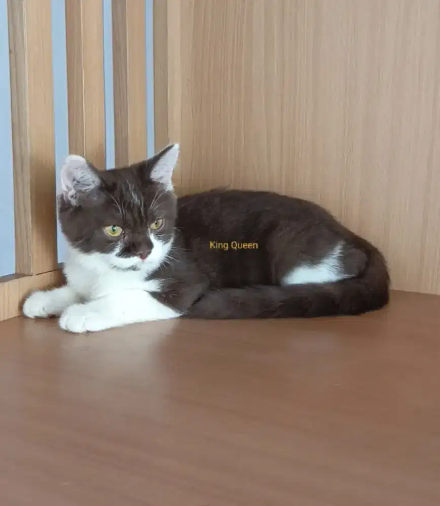 Kucing BSH British Shorthair Bicolor Cinnamon Choco Jantan 4 bulan NP