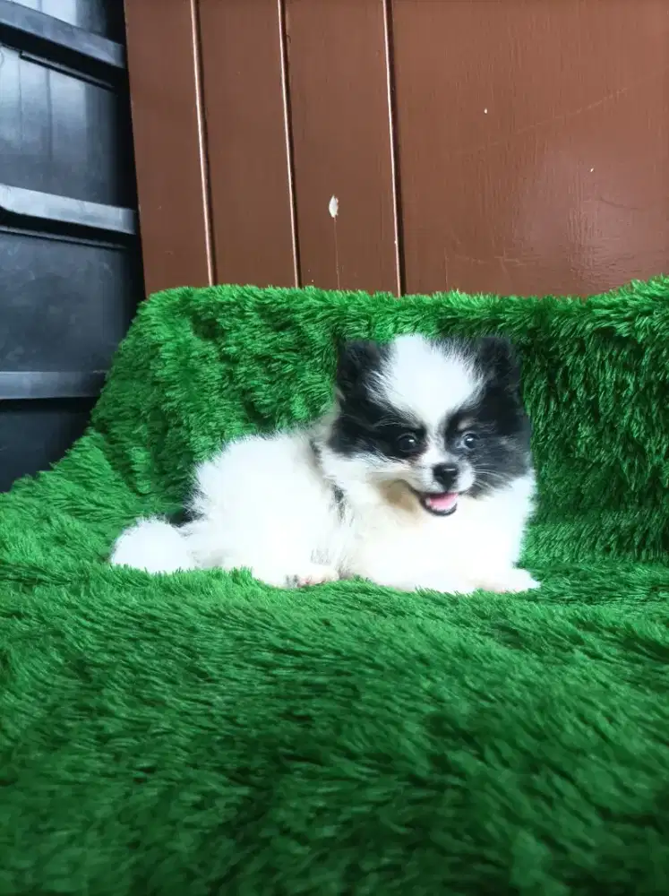 Minipom Pomeranian puppies jantan particolor