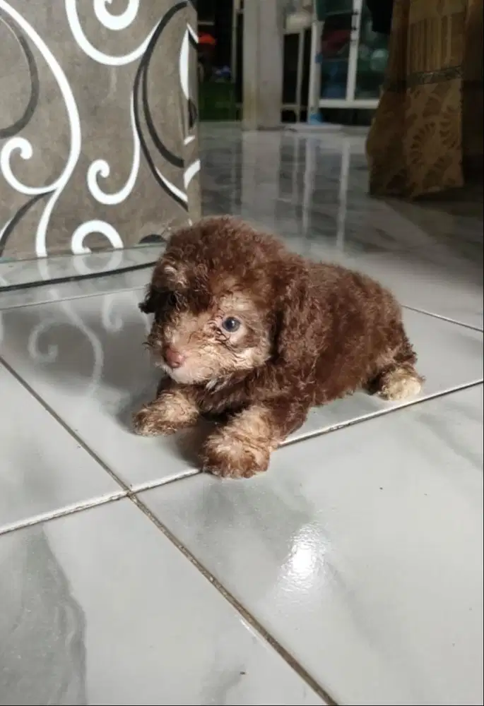 Toy poodle warna langka , phantom choco