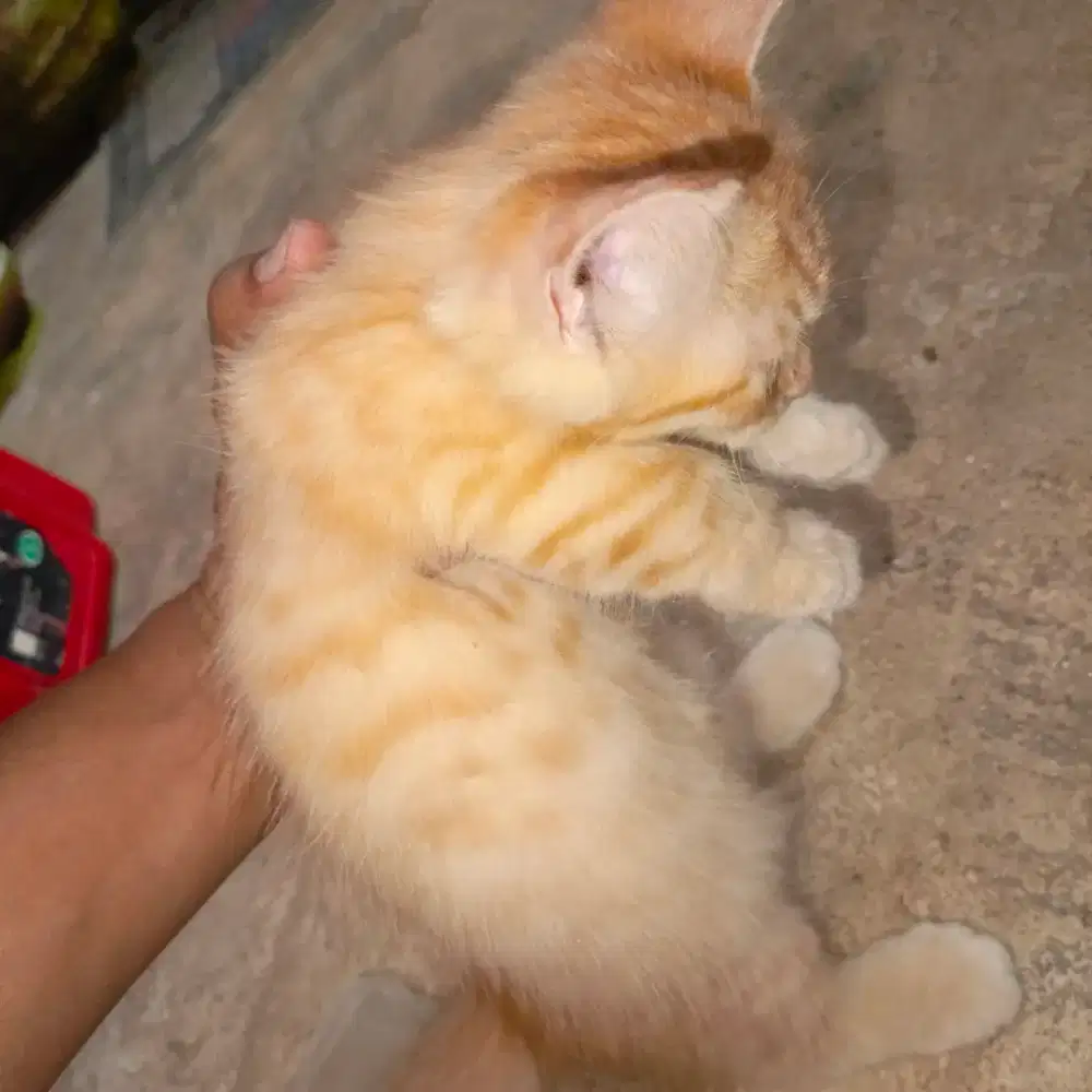 Kucing ceper umur 4 bulan