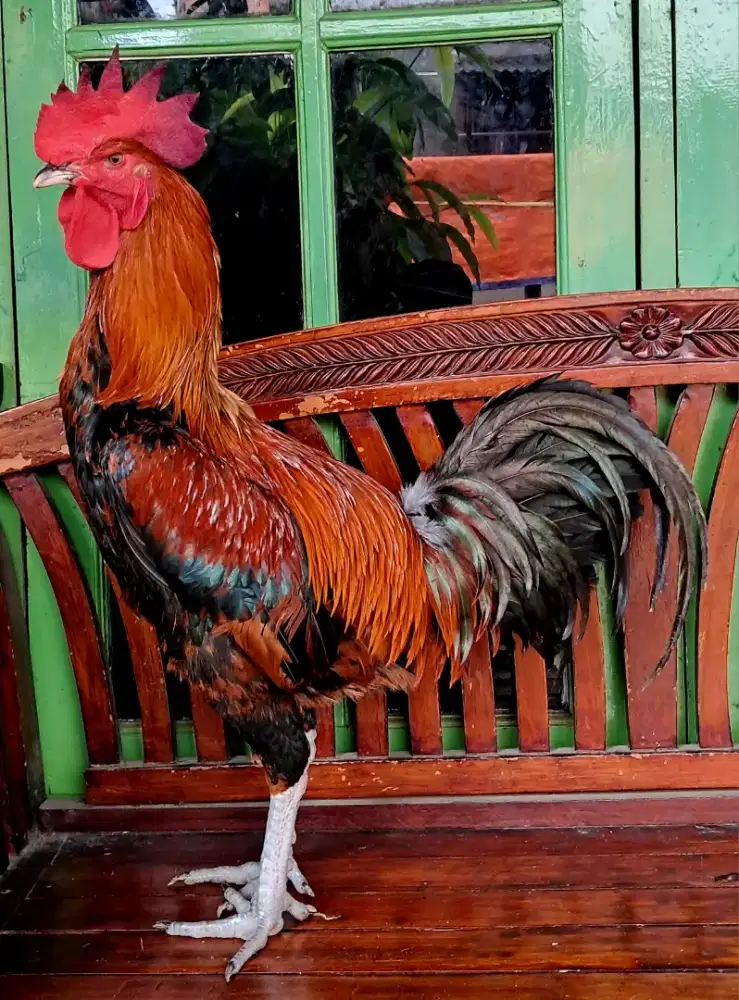 Ayam Jago Pelung Umur 7 Bulan Harga [NEGO]