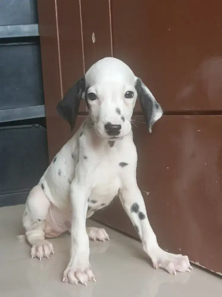 Dalmation puppies