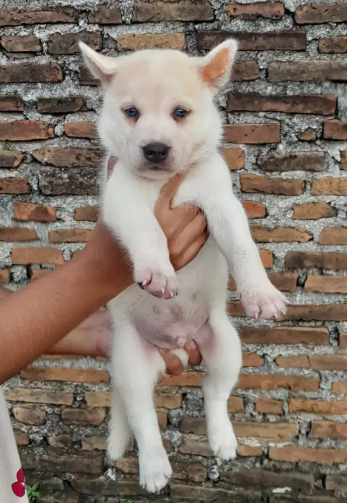 Anjing mix husky