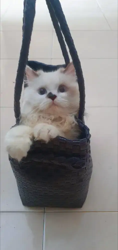 Kitten Ragdoll PuRe Non Pedigree