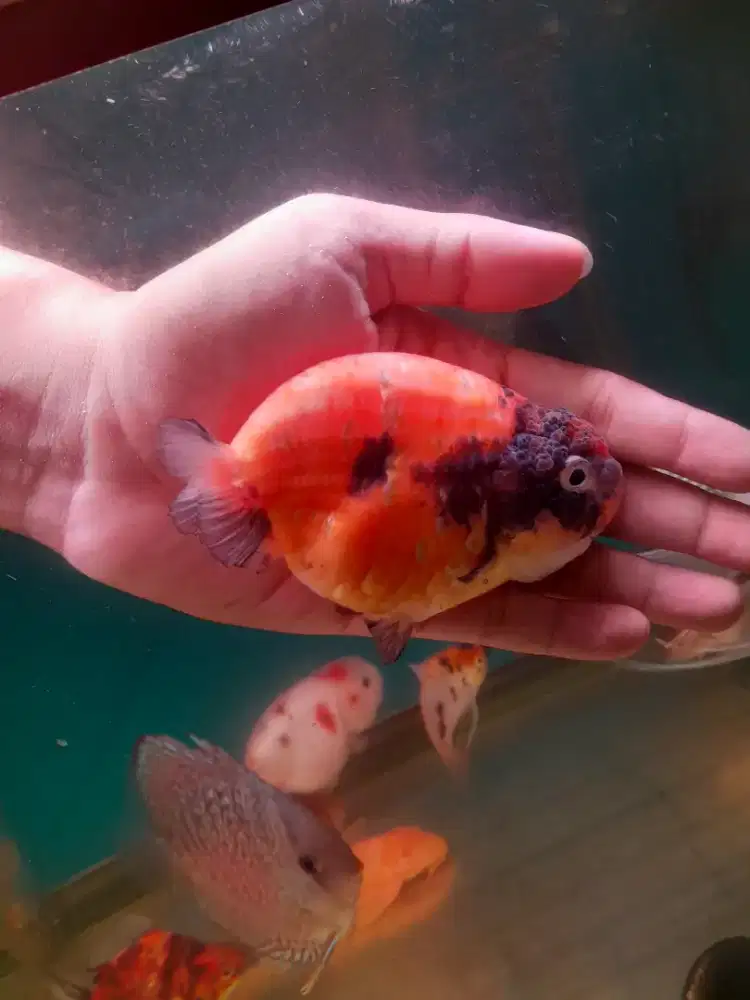 Ranchu lionchu tinytail