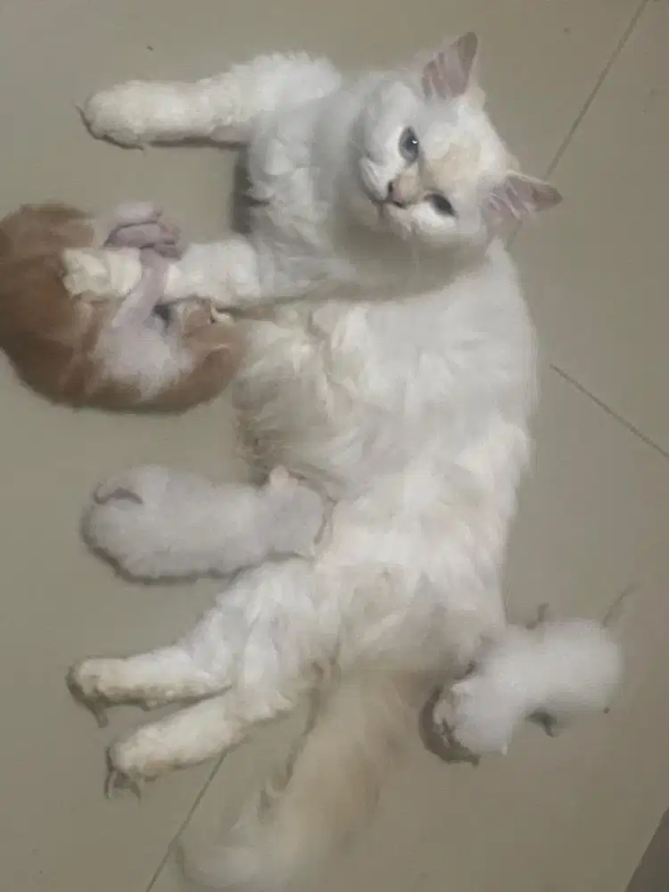 Kucing sepaket mother n kitten persia