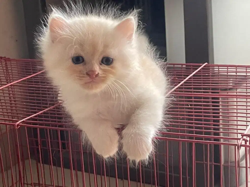 Kucing kitten persia mix bsh