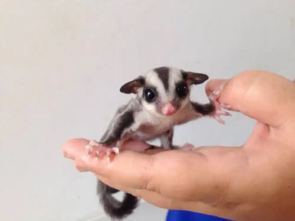 Sugar glider Joey, bukan ayam bebek burung ikan kalkun