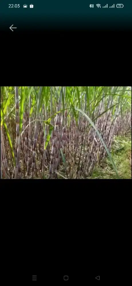 dijual.tanah tegalan 300ru Tulungagung