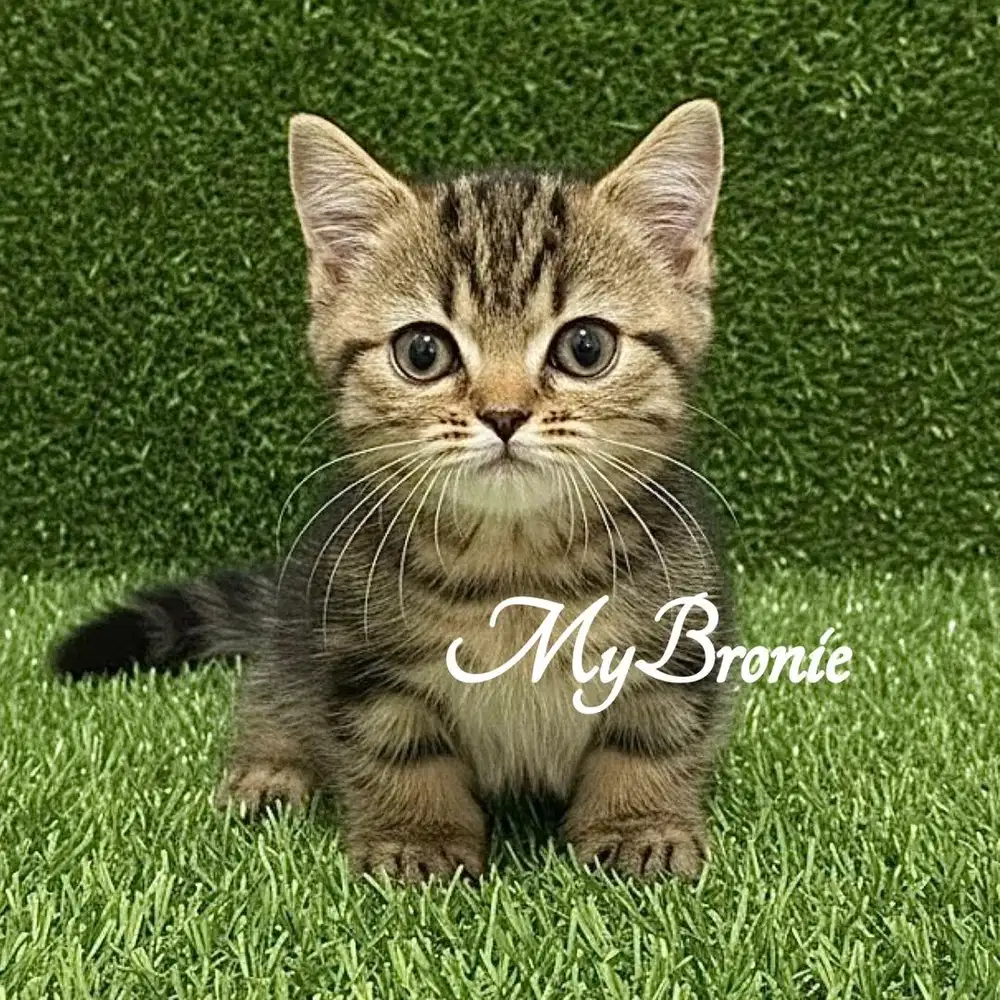 Kucing munchkin british jantan