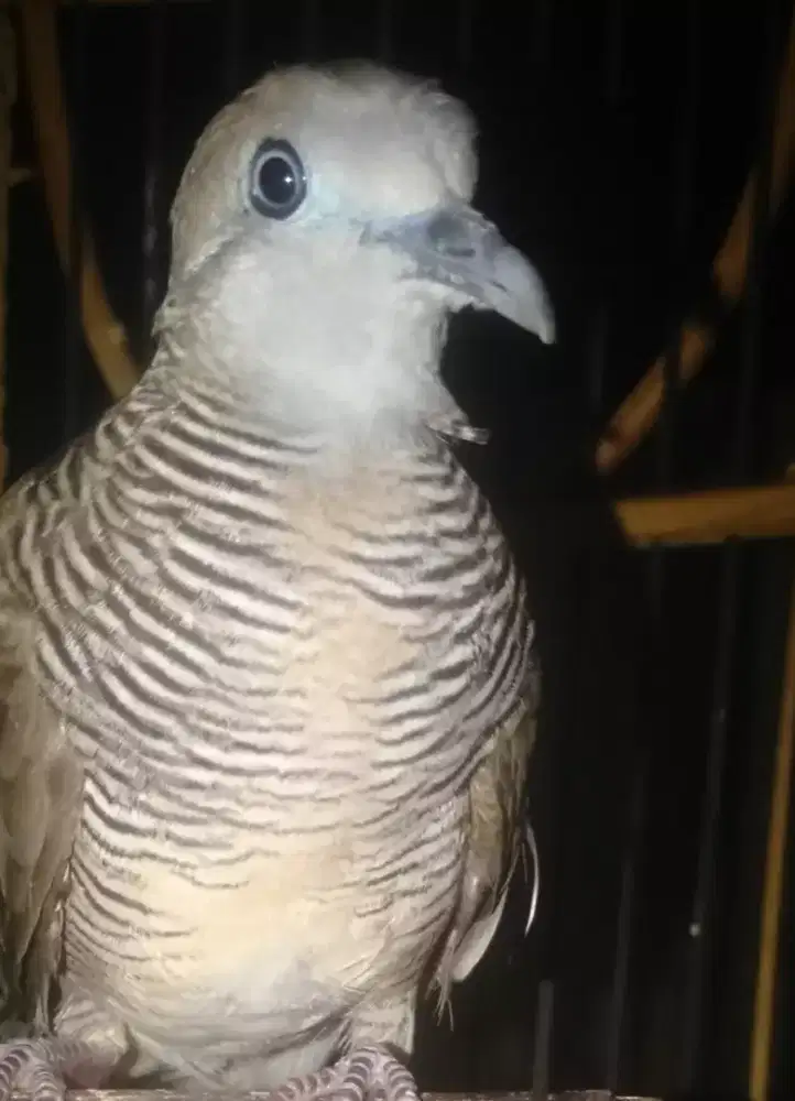 Lokal alam kalung tepuk & banyumili