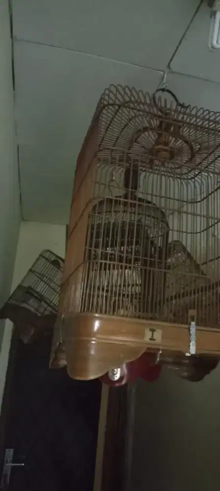 Sangkarnya kandang bekas kacer .pleci. Lb