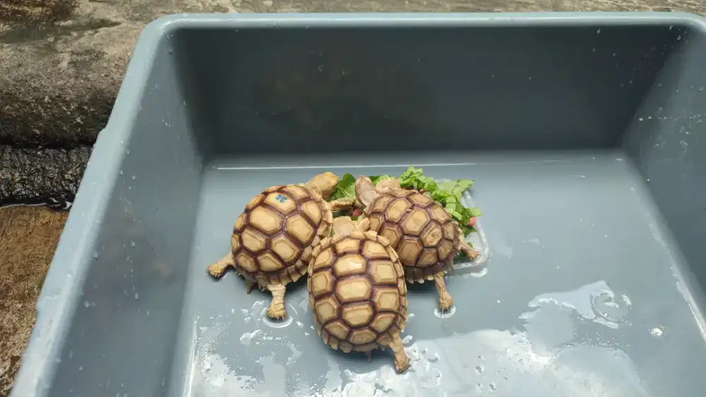 Kura kura darat/sulcata