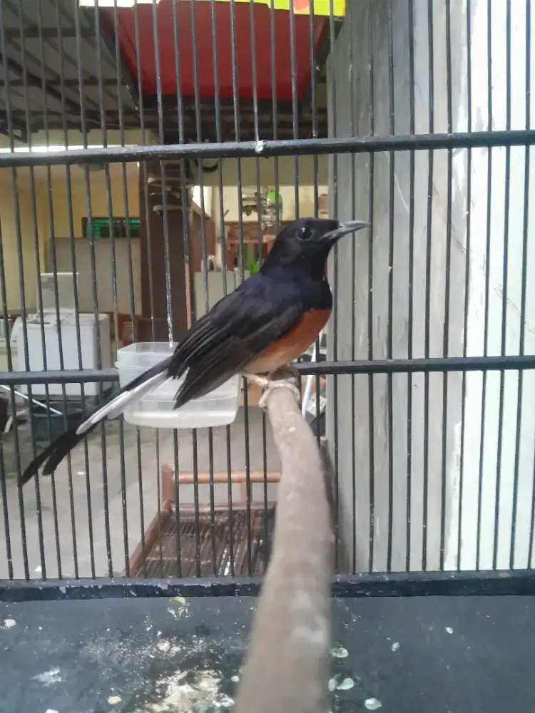 Murai batu siap anter