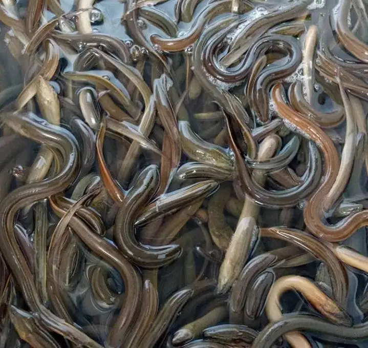 Bibit Belut Hidup 1 Kg (120–150 Ekor) – Siap Tebar