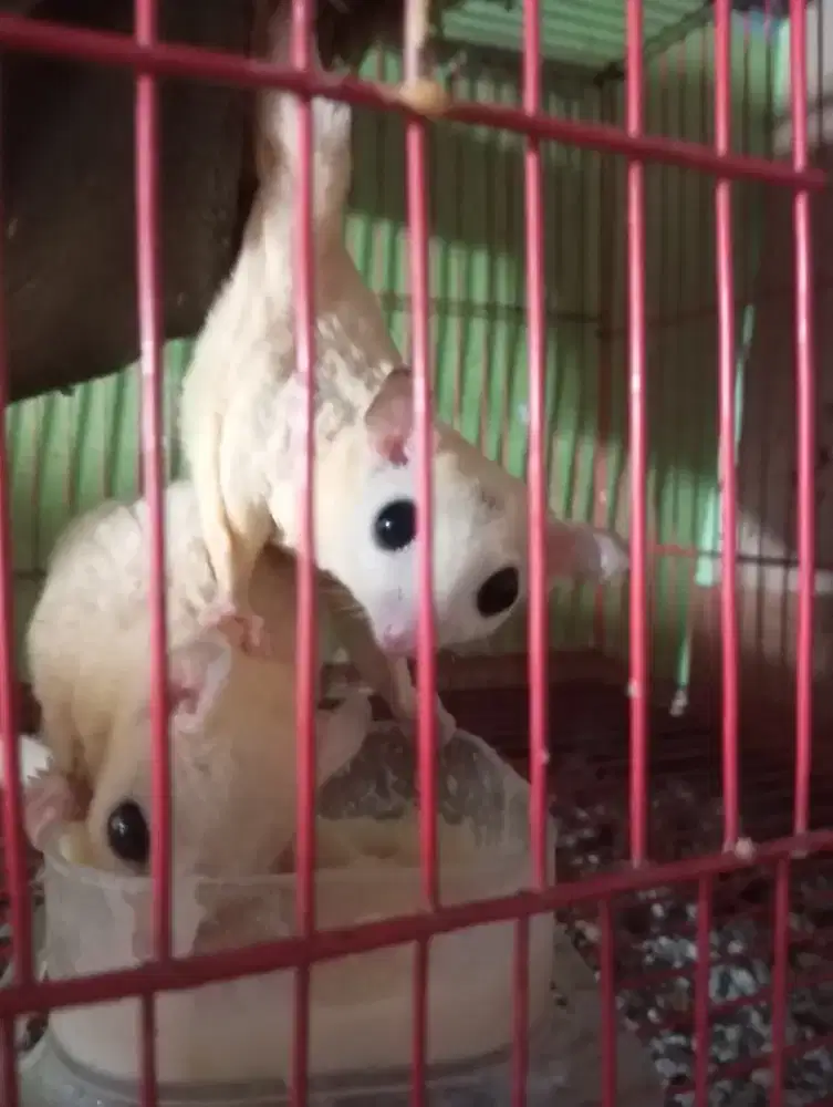 Sugar glider sepasang mumer