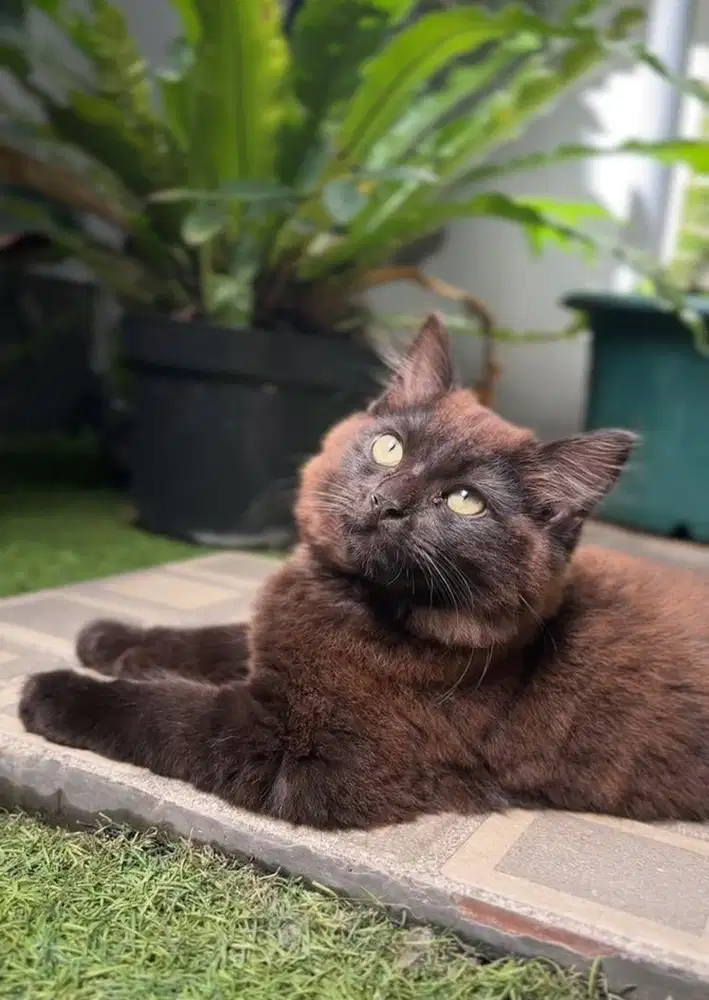 Kucing persia himalaya