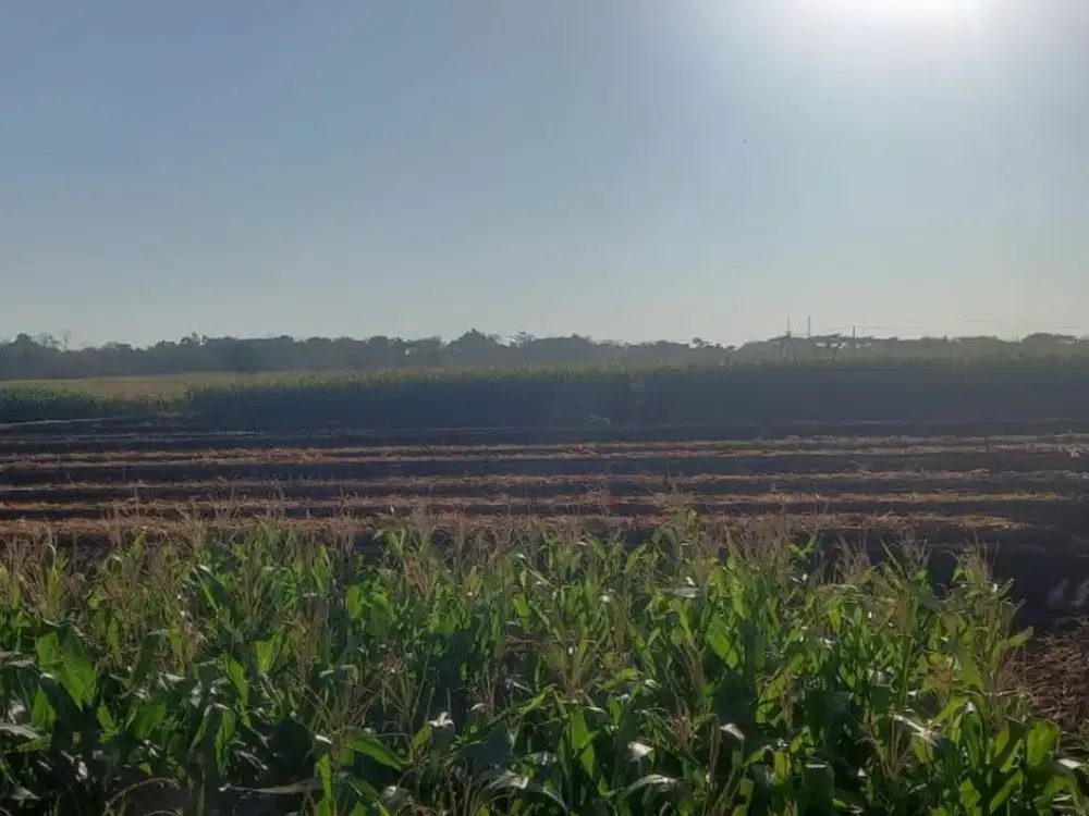 Dijual Lahan Zona Industri Lokasi Sumberlawang,Sragen Luas 42 Hektar