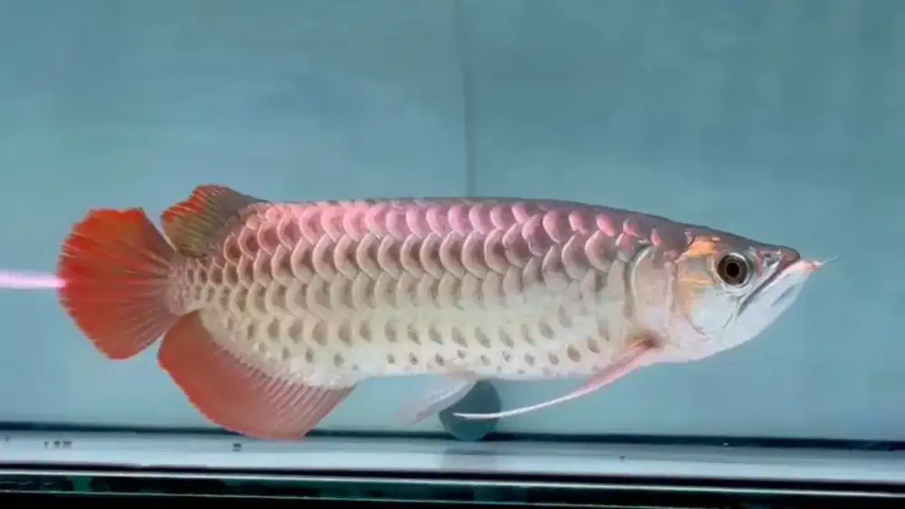 Arowana super red polkadot