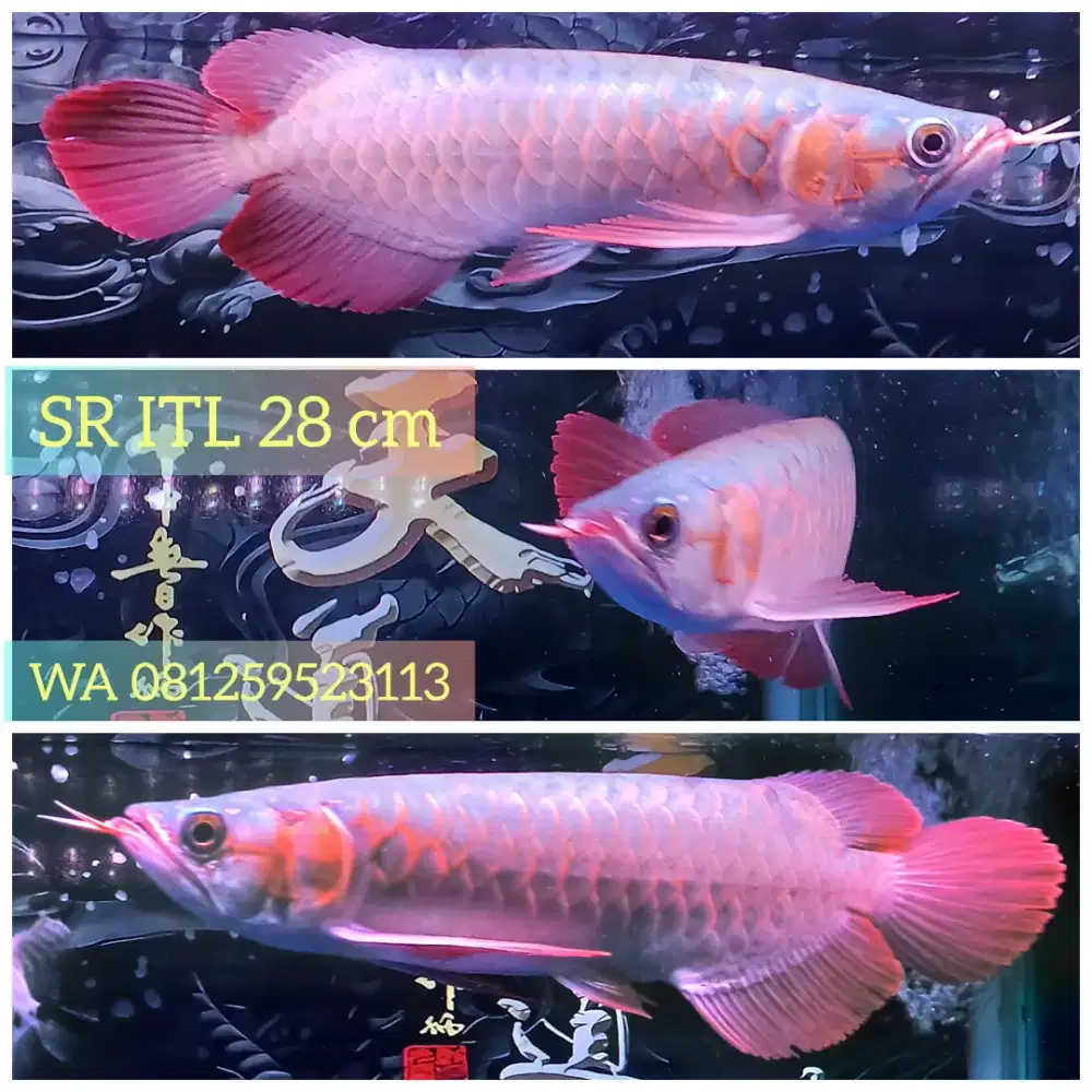 Arwana Super Red ITL ( i tiauw lung ) Size 26cm Spek Kontes
