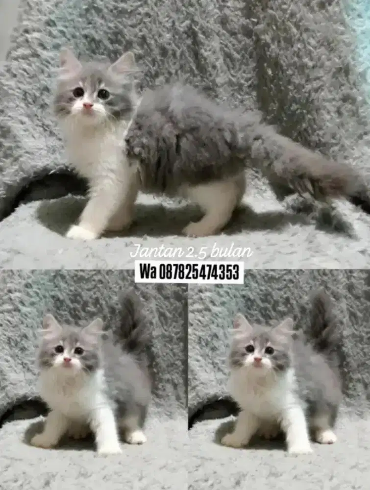 Kucing persia gimbul murah