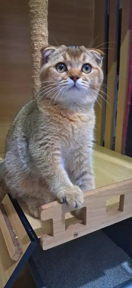 Golden scotish triple fold