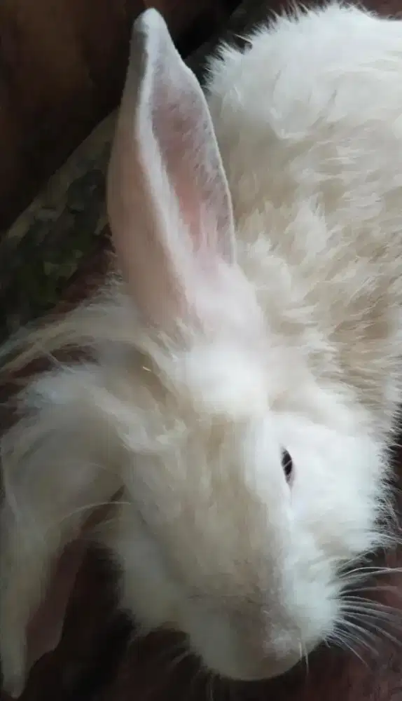 Kelinci putih kata merah