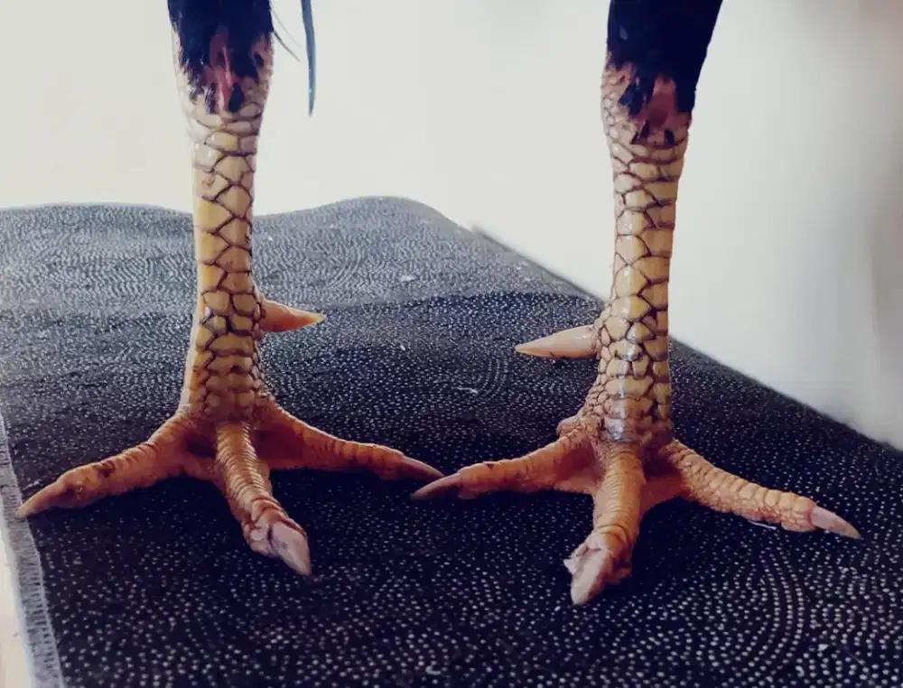 Ayam Bangkok Selatan  Super Jalu K.O