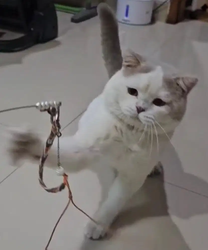 British shorthair bicolor lilac