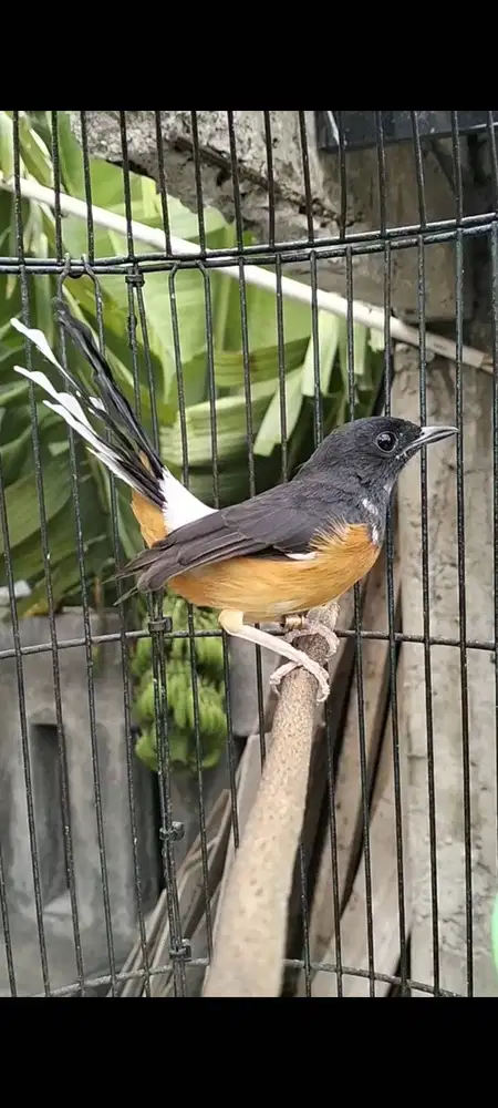 Murai batu betina blorok