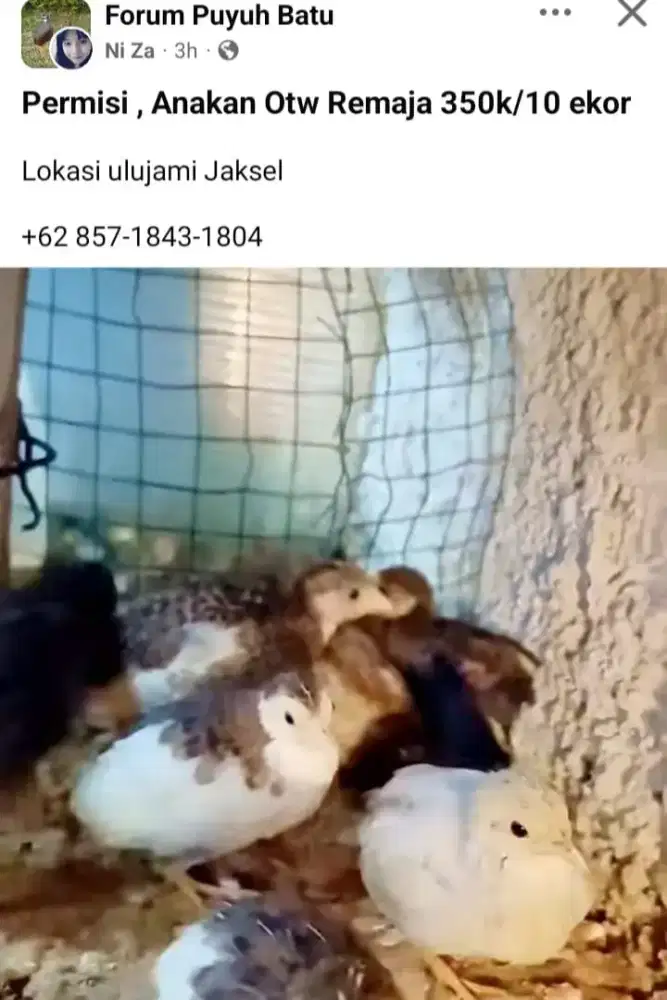 Puyuh hias batu 10 ekor