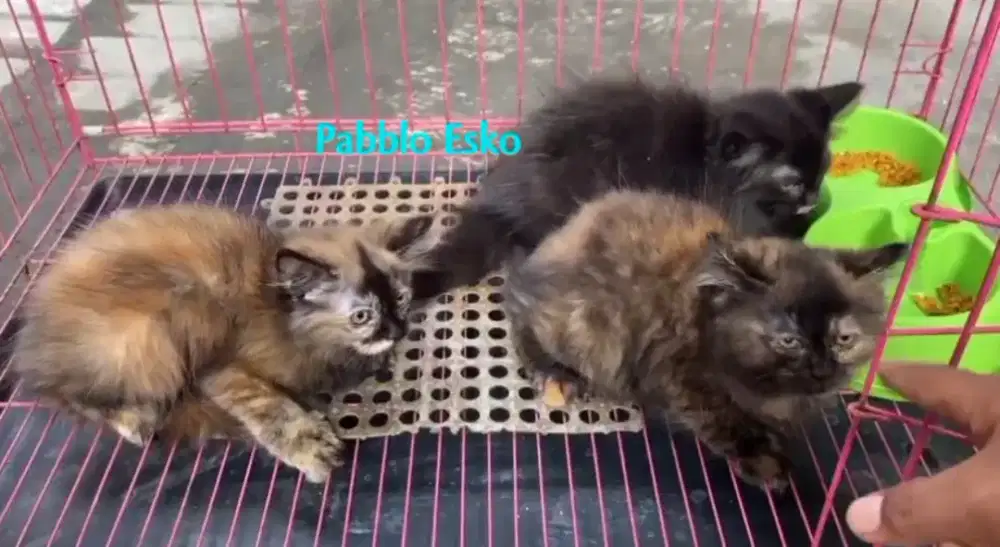 Kitten persia bigbon J&B