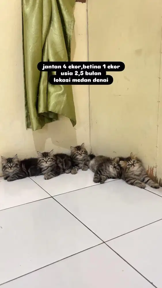 ready 8 ekor kitten persia longhair