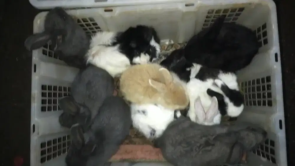 ANAK KELINCI LOKAL & ANGGORA LOKAL