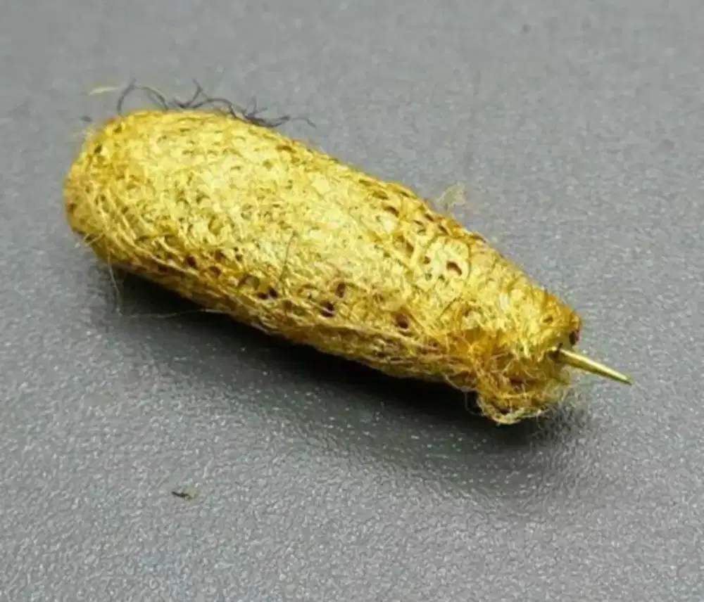 Koleksi phesik Sik kuning Kuningan pom Phong bekas peninggalan Mbah.