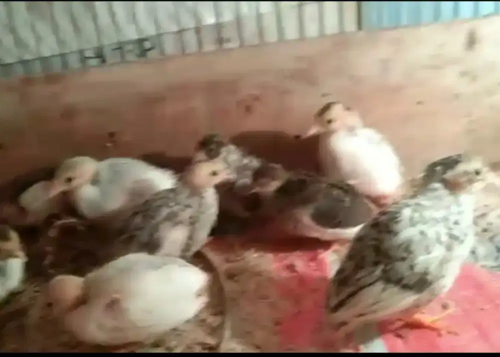 10 ekor puyuh batu hias