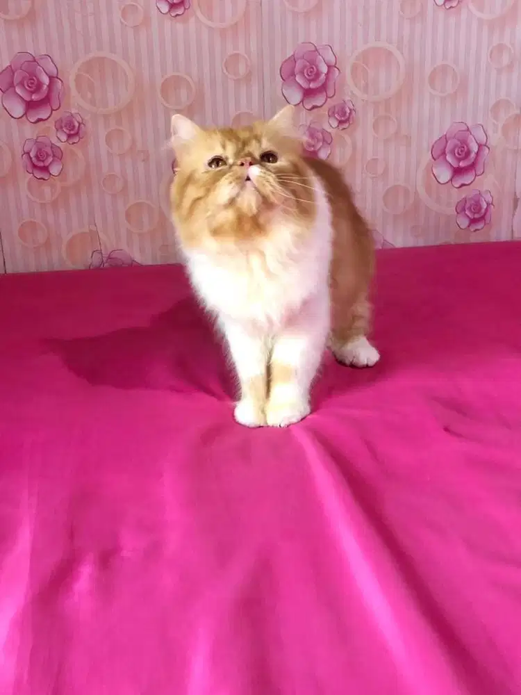 Kucing Peaknose Jantan LH Bicolour