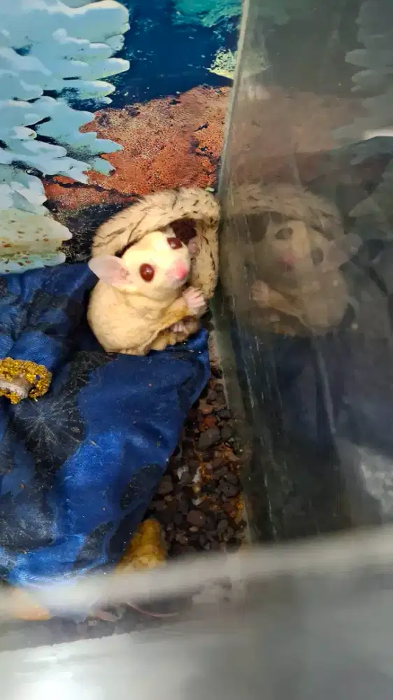 Di jual sugar glider creamino