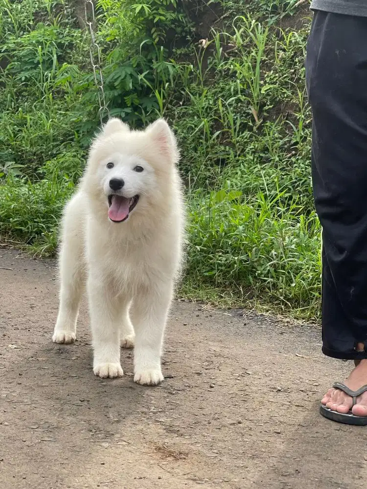 Samoyed jantan 3,5bulan MURMER