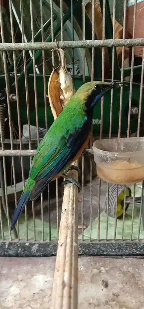 jual burung cucak cungkok jantan bunyi
