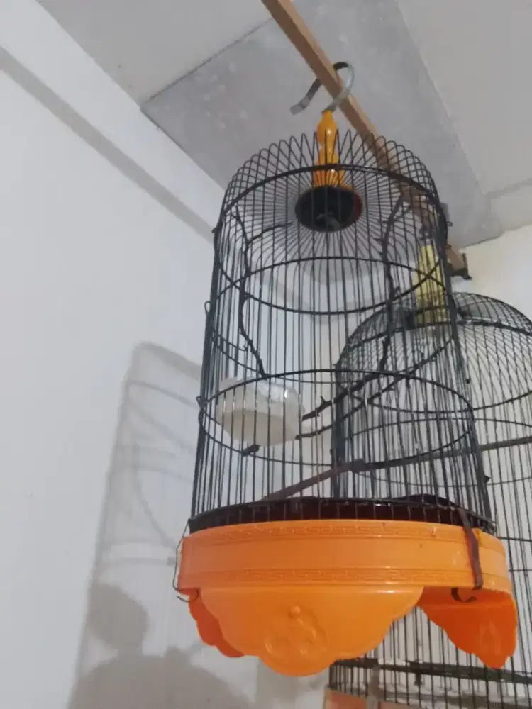 Kandang burung lovbird ukuran kolibri masih bagus
