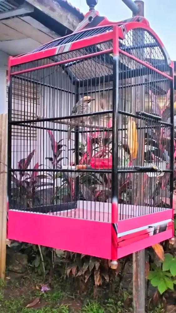 Cucak Rowo betina mapan