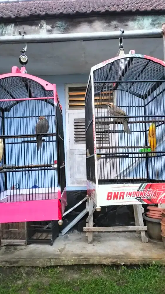 Cucak Rowo sepasang mapan