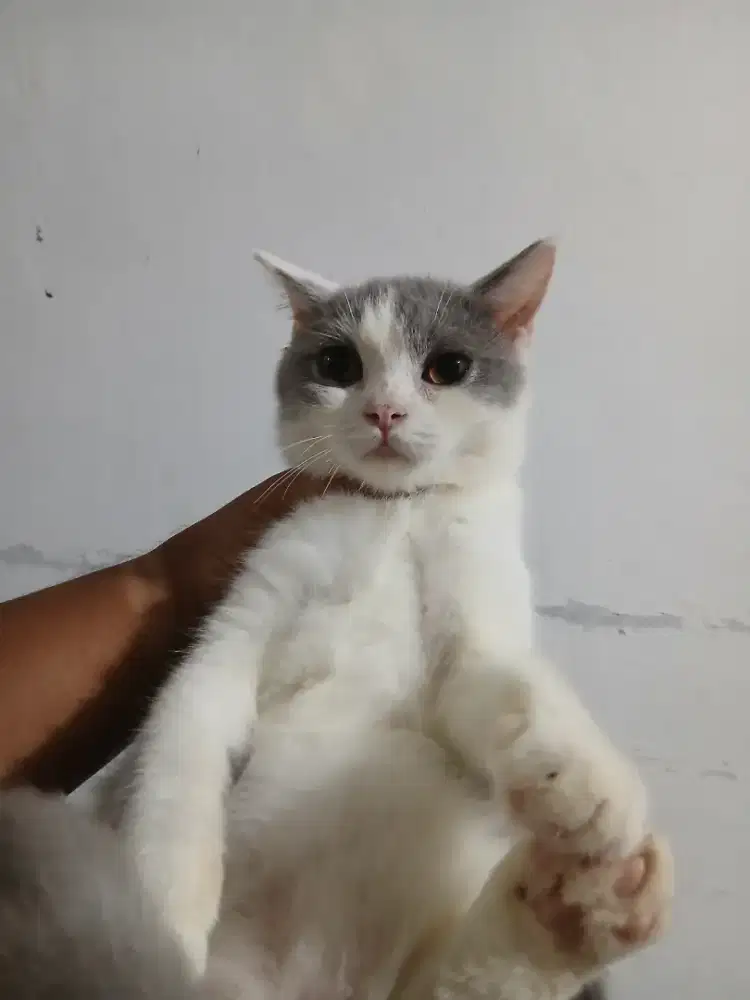 Bsh bicolor blue, abu2 putih