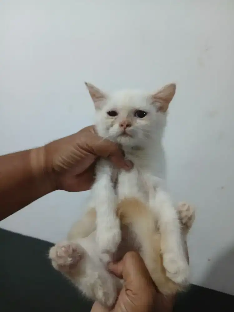 Persia putih, jantan 3 bulan