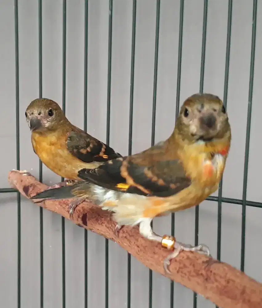 Anakan red siskin klasik jantan